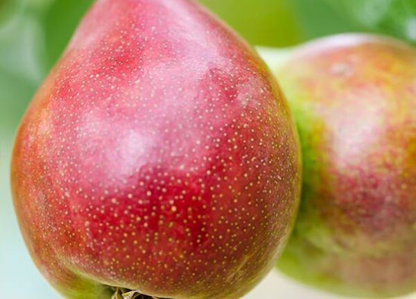 Как посадить и вырастить сочную грушу Фаворитка