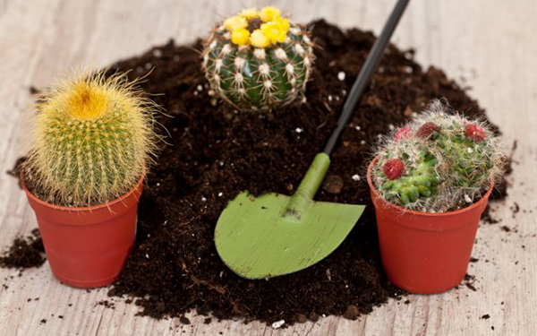 Как посадить кактус в горшок домашних условиях