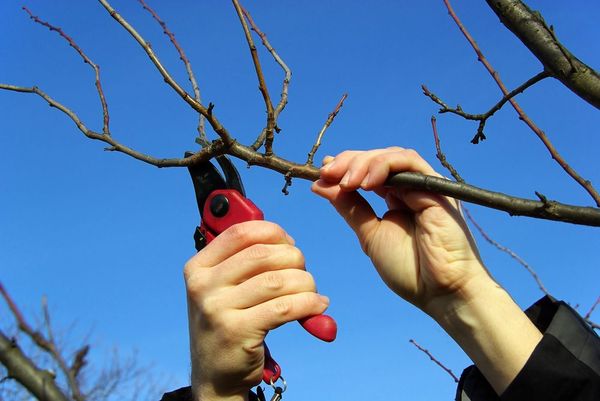 Как правильно обрезать и омолодить дерево вишни