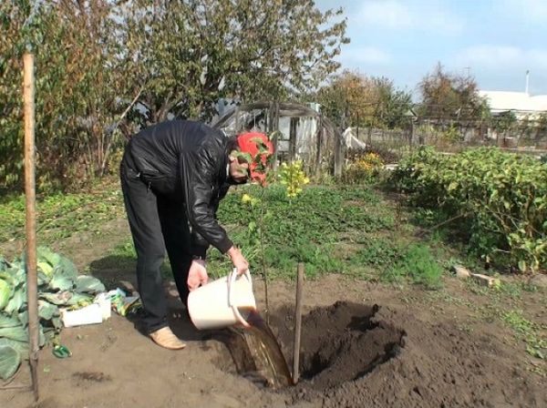 Как правильно пересадить вишню весной на новое место