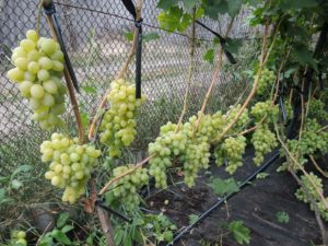 Как правильно поливать виноград