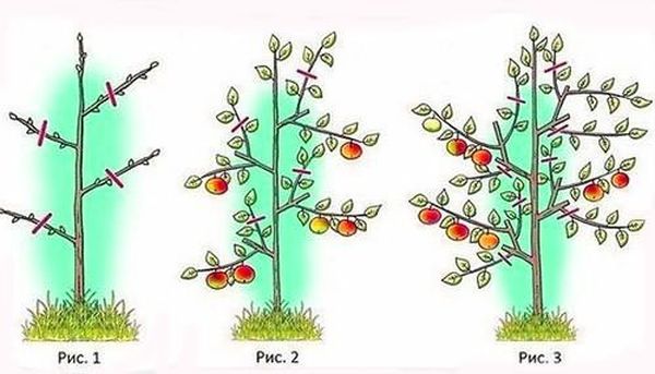 Как правильно посадить и обеспечить уход колоновидной груше