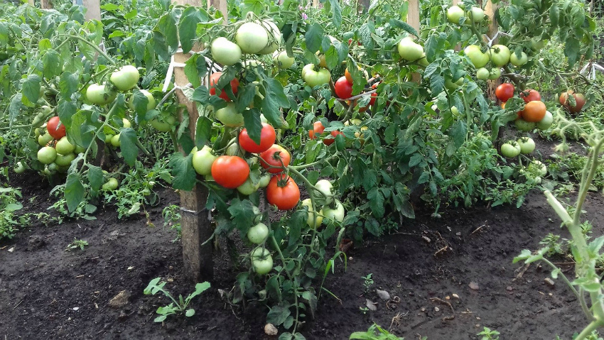 Как правильно производить подкормку помидор