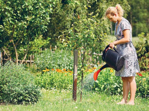 Как правильно выбрать саженец и посадить грушу весной