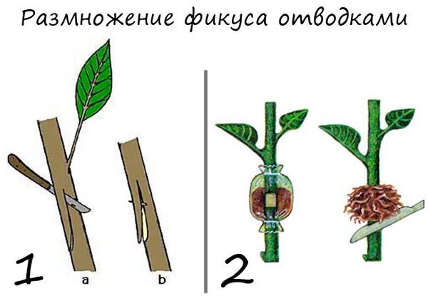 Как размножить фикус черенками, листом и отводками
