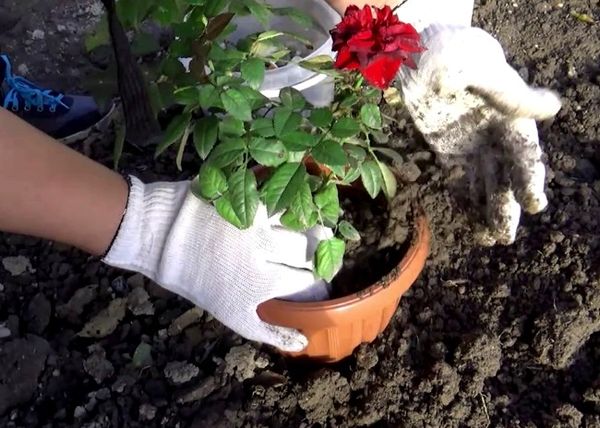 Как сажать розы в открытый грунт летом: инструкция