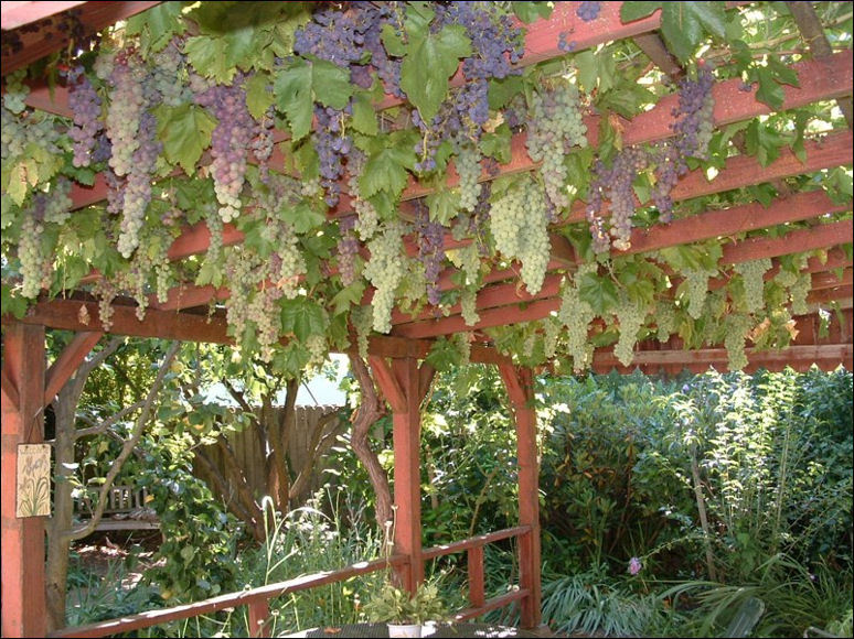 Виноград на перголе фото