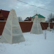 Как утеплить грушу на зиму и подготовить ее к первым холодам