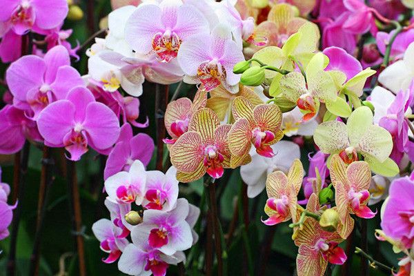 Как выбрать орхидею при покупке: на что обратить внимание