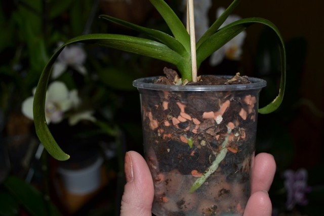 Как вырастить детку орхидеи фаленопсис на цветоносе