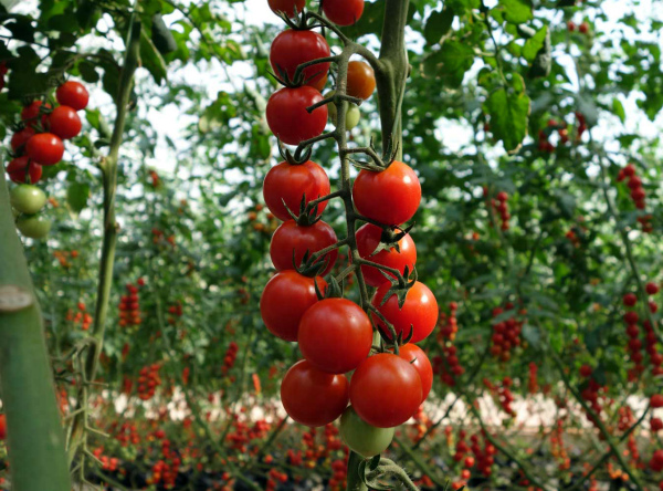 Как вырастить помидоры черри у себя на грядке