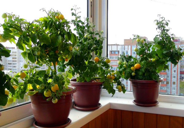 Как вырастить помидоры черри у себя на грядке