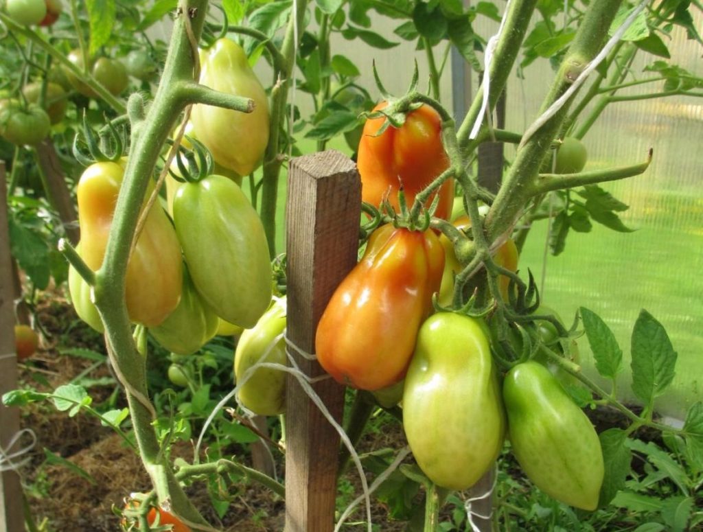Как вырастить рекордный урожай перцевидных томатов