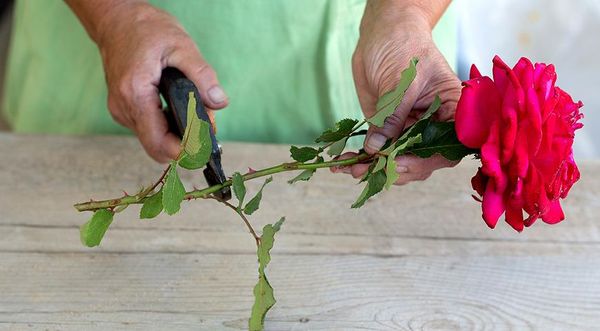Как вырастить розу из черенка из букета в домашних условиях