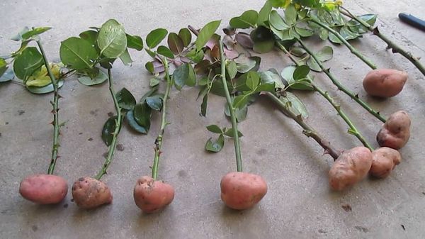 Как вырастить розу в картошке в домашних условиях