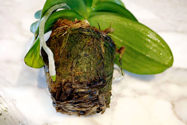 Как заставить орхидею цвести: правильный уход и основные способы