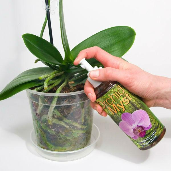 Как заставить орхидею цвести: правильный уход и основные способы