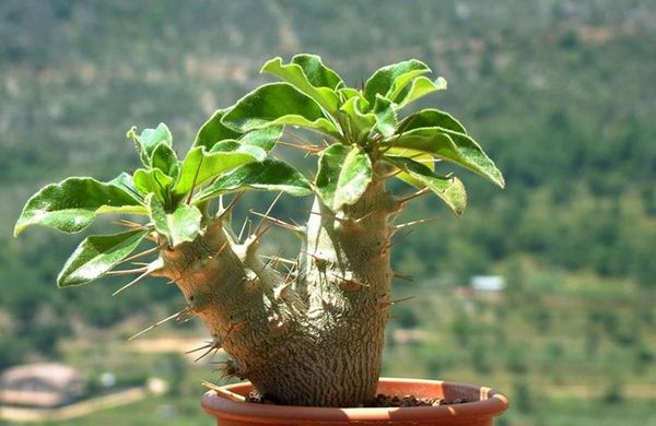 Кактус с листьями на макушке: описание и виды пахиподиума