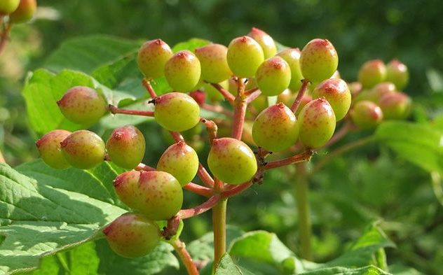 Калина ягода: польза и противопоказания, лечебный эффект и возможный вред, способы применения