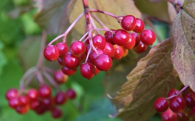 Калина ягода: польза и противопоказания, лечебный эффект и возможный вред, способы применения