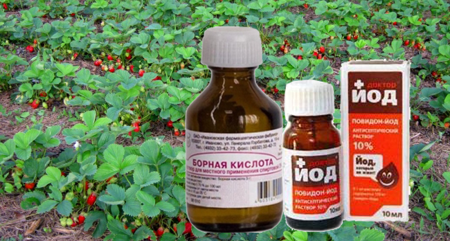 Клубника Хоней