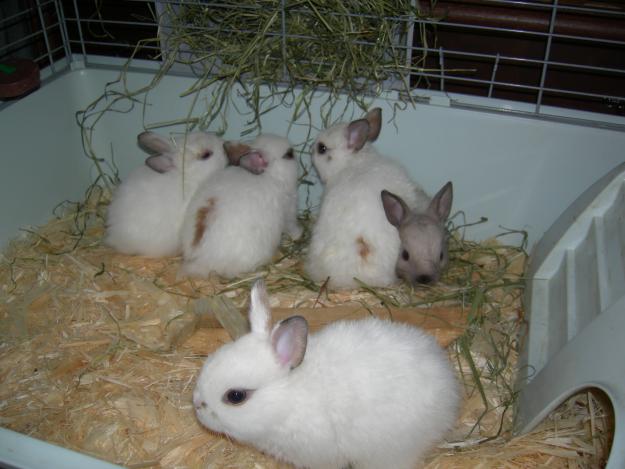 Кормление декоративных кроликов в домашних условиях для начинающих