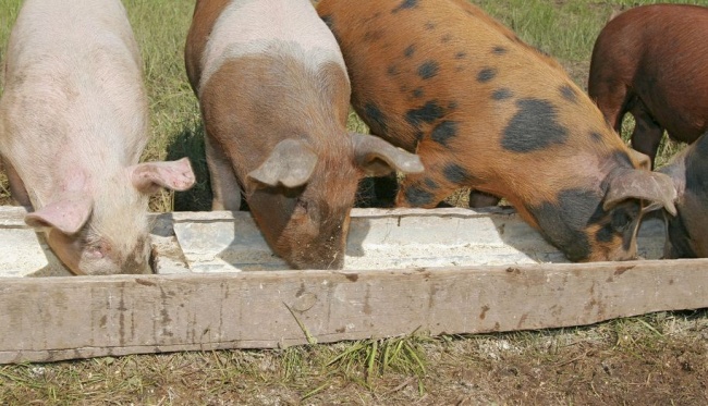 Кормление свиней сухим кормом в домашних условиях: видео