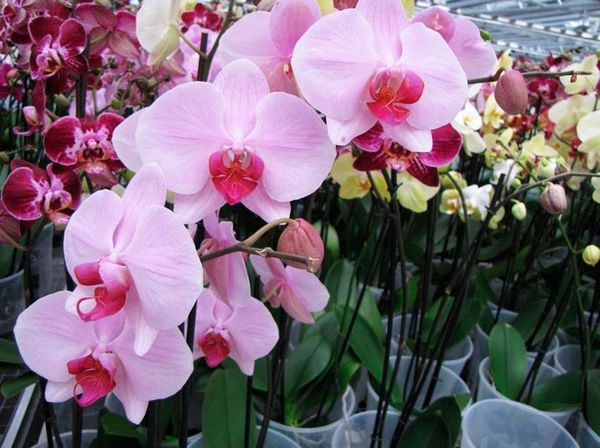 Королевская орхидея фаленопсис: уход в домашних условиях