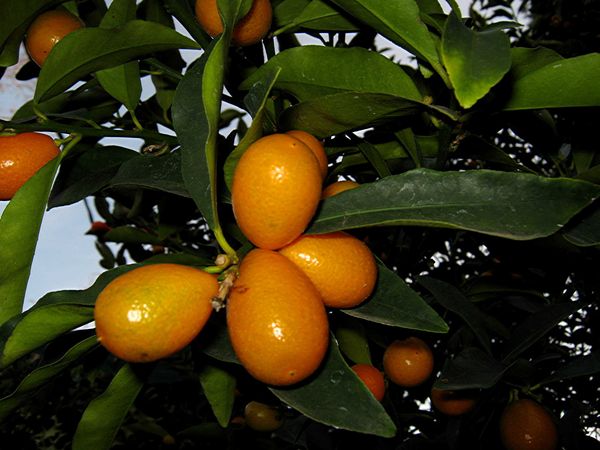 Кумкват: выращивание в домашних условиях из косточки