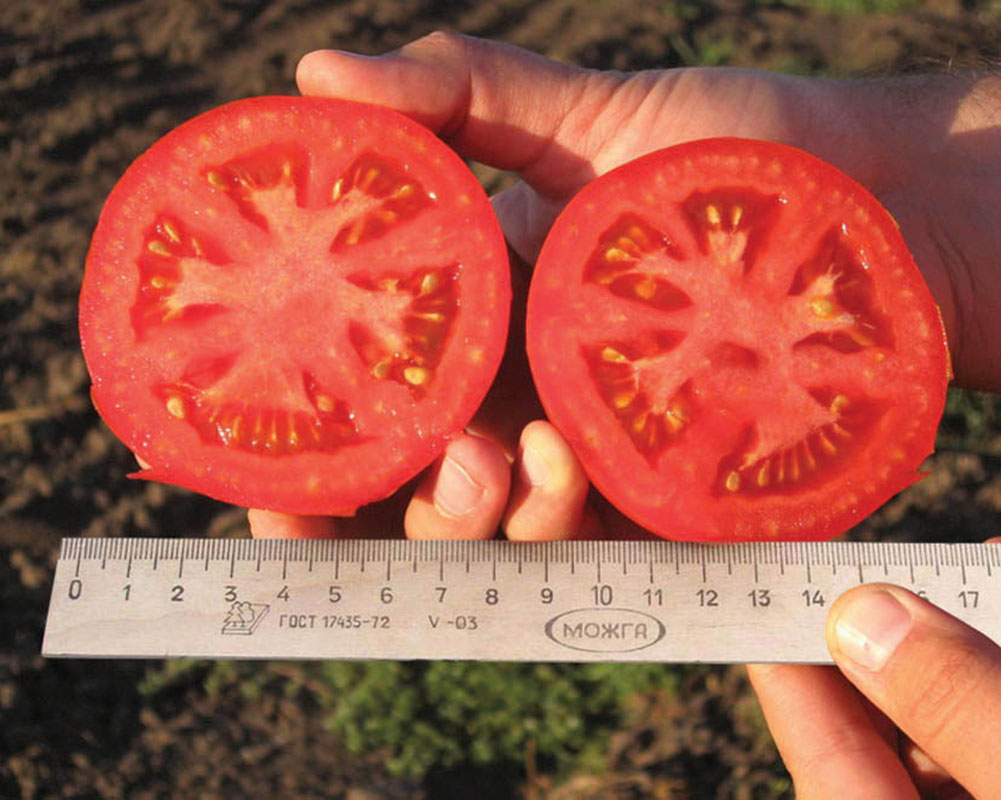Лучшие и самые урожайные сорта томатов для теплиц