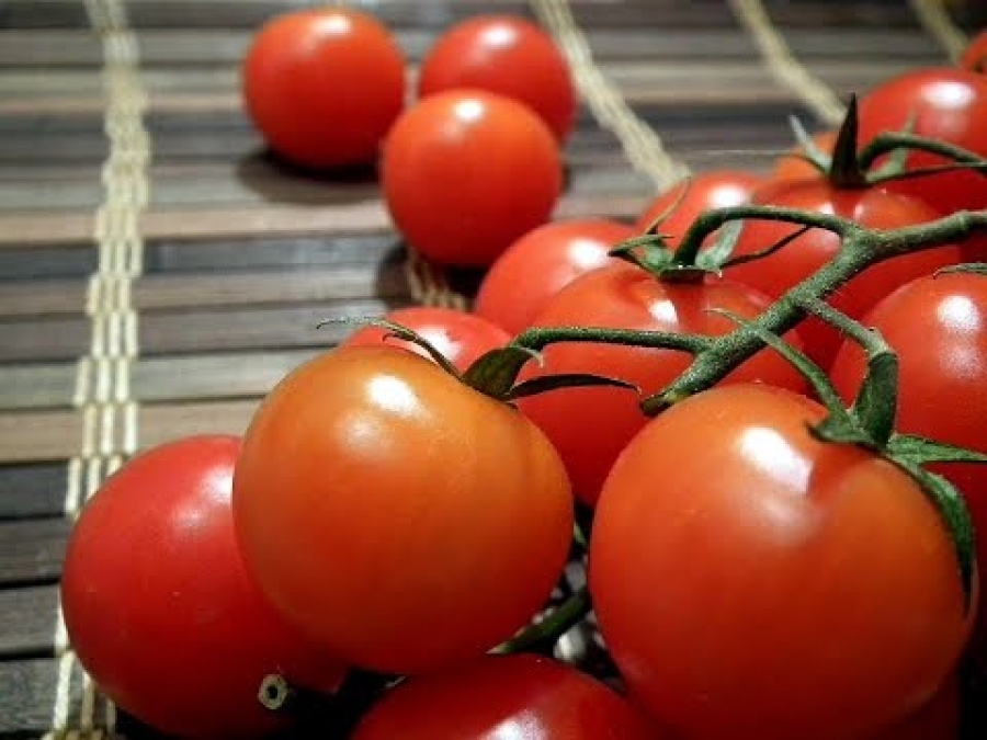 Лучшие и самые урожайные сорта томатов для теплиц