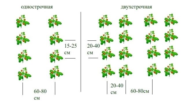 Лучшие ремонтантные сорта земляники