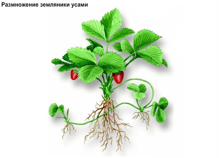 Лучшие ремонтантные сорта земляники
