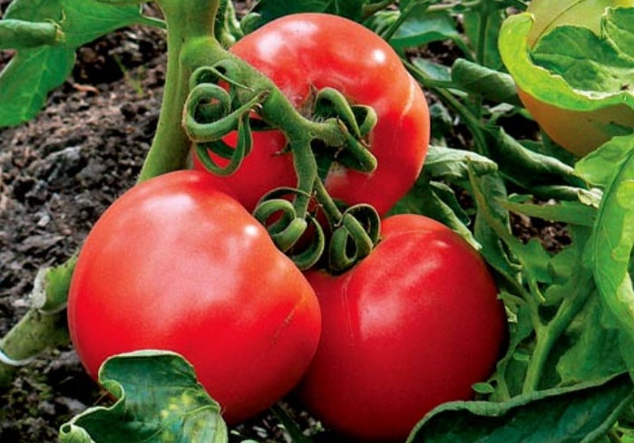 Лучшие сорта томатов, устойчивых к болезням
