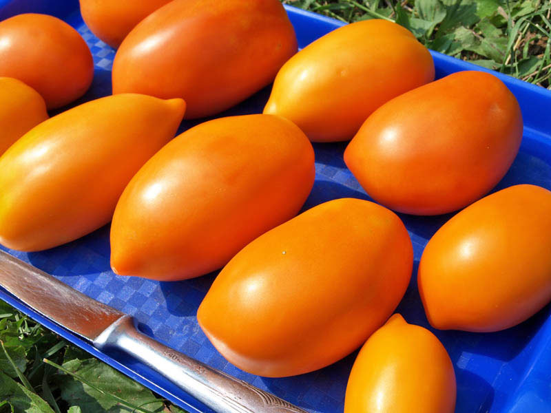 Лучшие урожайные томаты для средней полосы