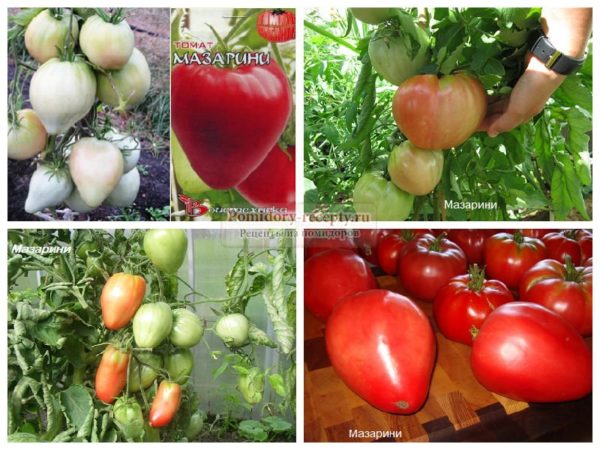Малиновые томаты Мазарини: характеристика и описание сорта