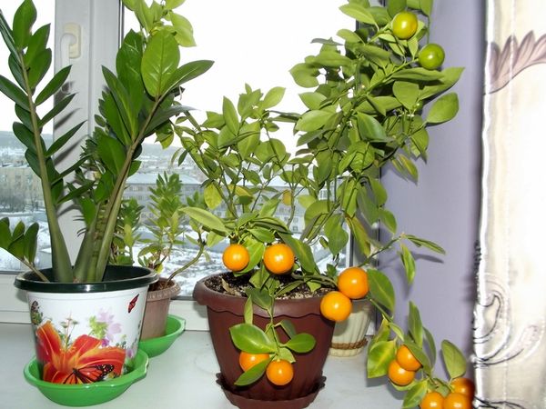 Мандариновое дерево: уход в домашних условиях