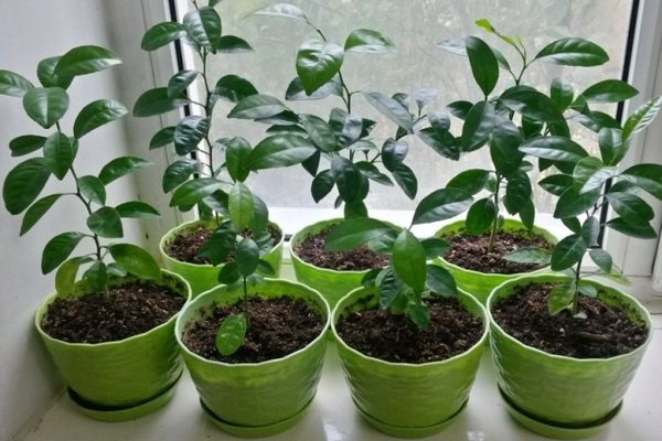 Мандариновое дерево: уход в домашних условиях