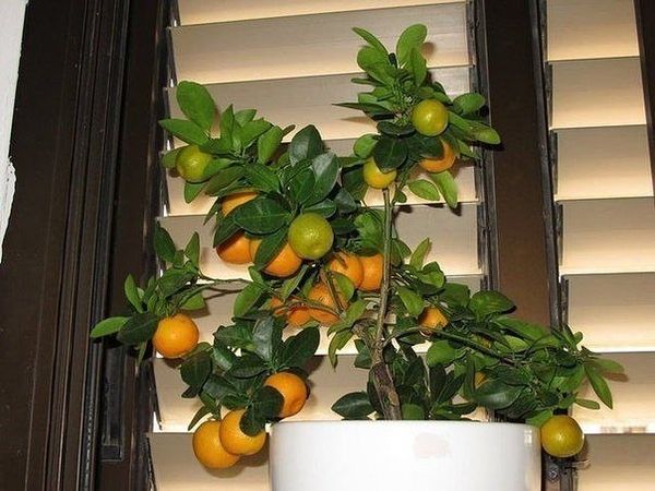 Мандариновое дерево: уход в домашних условиях