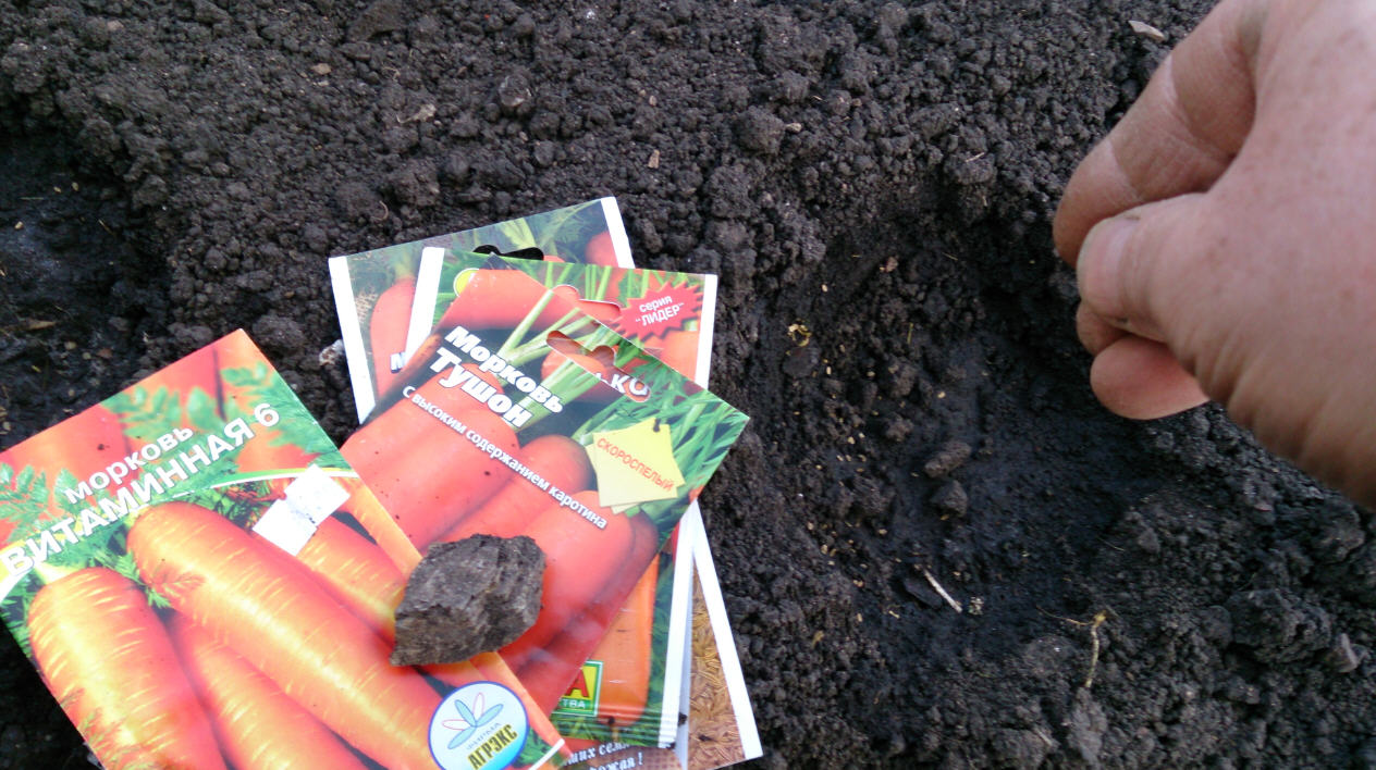 Морковь: как вырастить сочные плоды на участке