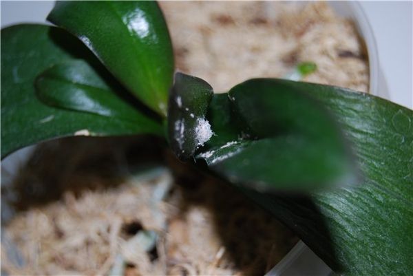 Мучнистый червец на орхидее: методы борьбы в домашних условиях