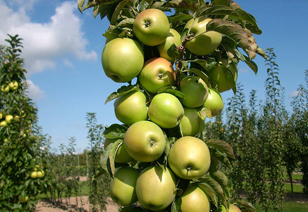 Описание и достоинства 6 лучших сортов колоновидной яблони