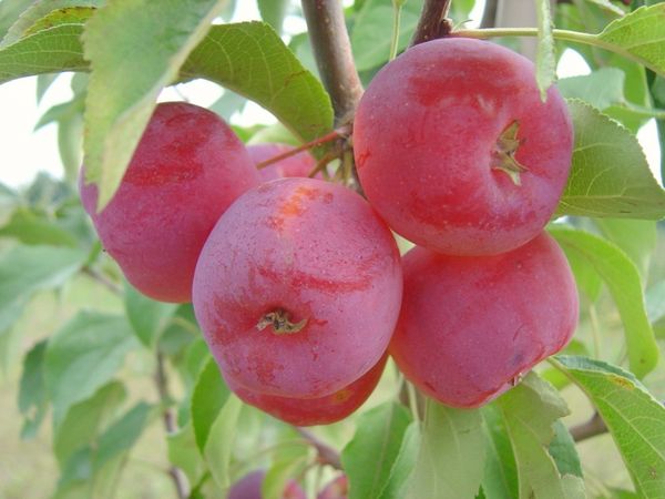 Описание и характеристика яблони сорта Долго