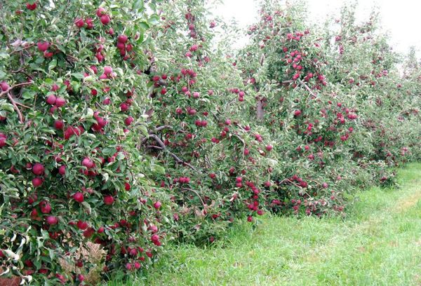 Описание и характеристика яблони сорта Долго