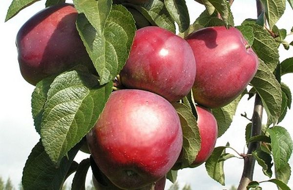 Описание и уход за высокоиммунной яблоней сорта Имант