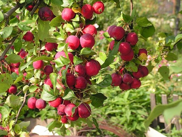 Описание и выращивание яблони мелкоплодного сорта Ранетка