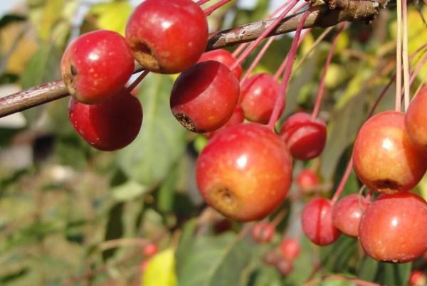 Описание и выращивание яблони мелкоплодного сорта Ранетка