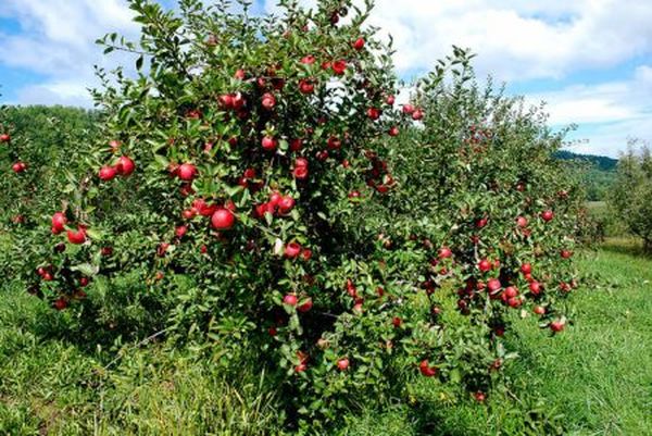 Описание и выращивание летней яблони Мечта