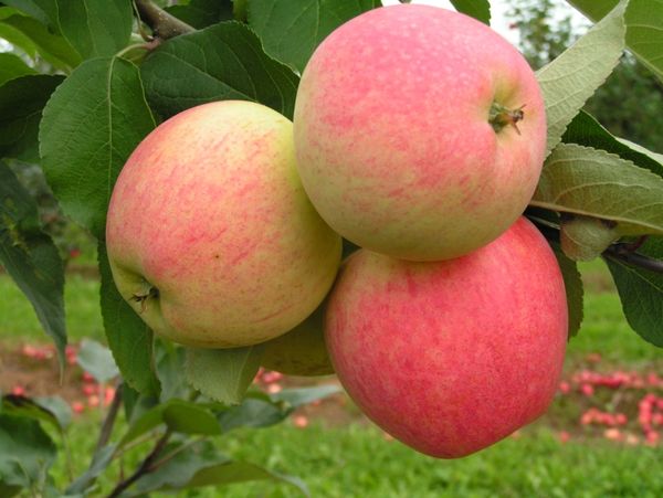 Описание и выращивание летней яблони Мечта