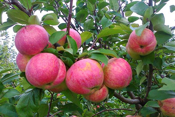 Описание карликового сорта яблони Братчуд
